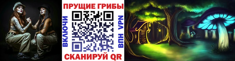 купить наркотик  Курчалой  Псилоцибиновые грибы MAGIC MUSHROOMS 